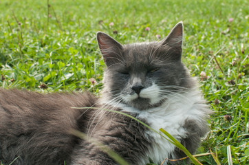 Grey young female cat resting on fresh green grass meadow closeup