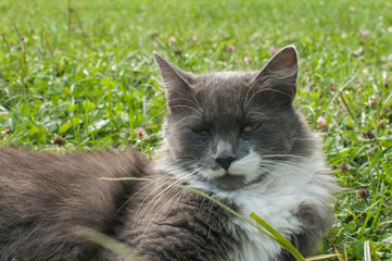 Grey young female cat resting on fresh green grass meadow closeup