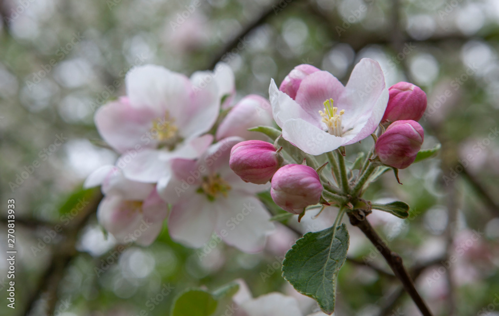 Apple tree blossom Netherlands spring - obrazy, fototapety, plakaty 