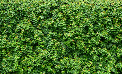 green ivy plant cover on the wall