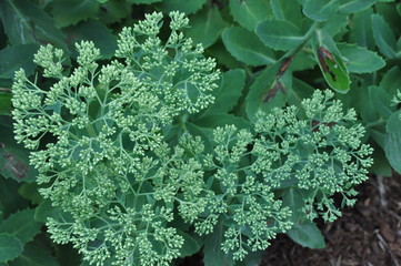 Sedum Multiple