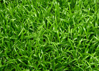 green grass lawn