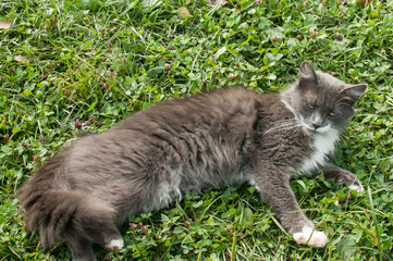 Grey young female cat resting on fresh green grass meadow closeup