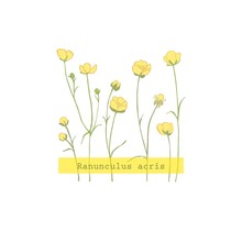  Ranunculus Acris.Yellow Wildflowers. Small Blooming Weed. Botanical Illustration. Herb Plant.
