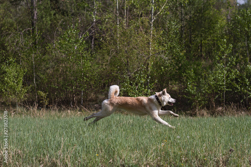 Athletic Beautiful Red Haired Japanese Akita Inu Dog Quickly Runs