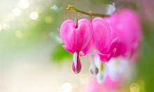 Dicentra Flower Heart Shaped Flowers. Pink Bleeding Heart Flowers Bouquet Background. Purple Broken Hearts Flowers Growing In Spring Garden