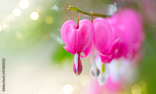Dicentra flower heart shaped flowers. Pink bleeding heart flowers bouquet bac...