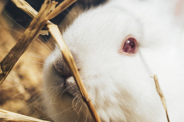 Poster - Beautiful young white rabbit on a straw, hay, background.