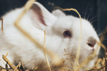 Poster - Beautiful young white rabbit on a straw, hay, background.