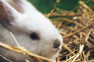 Poster - Beautiful young white rabbit on a straw, hay, background.