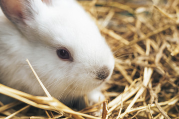 Poster - Beautiful young white rabbit on a straw, hay, background.