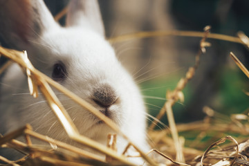 Beautiful young white rabbit on a straw, hay, background.