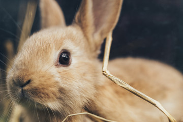 Poster - Beautiful young brown rabbit on a straw, hay, background.