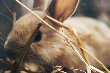 Poster - Beautiful young brown rabbit on a straw, hay, background.