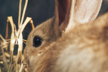 Poster - Beautiful young brown rabbit on a straw, hay, background.
