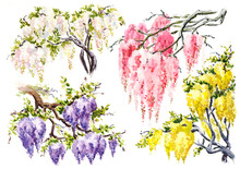 The Set Flowering Branches Of Wisteria, Watercolor Sketch, Hand Drawn