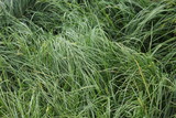 Fototapeta  - background of green grass