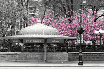 Wall Mural - New York City subway station entrance in Union Square Park in black and white with pink blossoms in the background