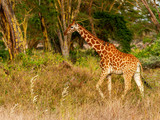 Fototapeta Sawanna - Rothschild's giraffe Giraffa camelopardalis rothschildi walks through woodland feeding on thorn trees Lake Nakuru National Park Kenya East Africa Endangered
