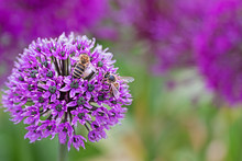 Purple Blossom Of A Culivated Allium With Two Bees