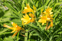 Yellow Bright Flowers, Citron Day-lily Or Long Yellow Day-lily.