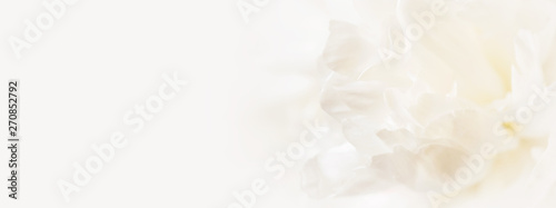 Fotografía Closeup view of white peony flower
