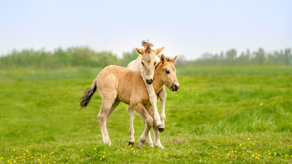 two cute dun colored konik foals playing, legs hang around the neck, they are part of a free-range h