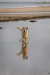 © Donna White - Happy golden retriever dog playing in puddle at beach