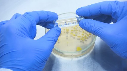 Poster - Close-up scientist takes a bottle of antibiotics and examines it. Petri dish in the background with colonies of bacteria.