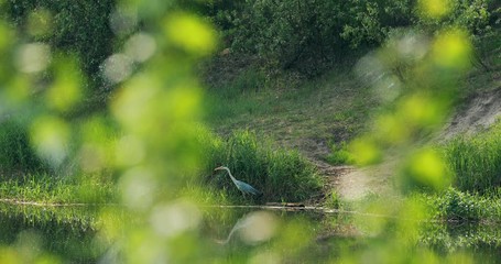 Wall Mural - Grey Heron Bird Standing On River Coast. Belarus, Summer Belarussian Nature. Pond Lake In Spring Season. Fauna Of Belarus