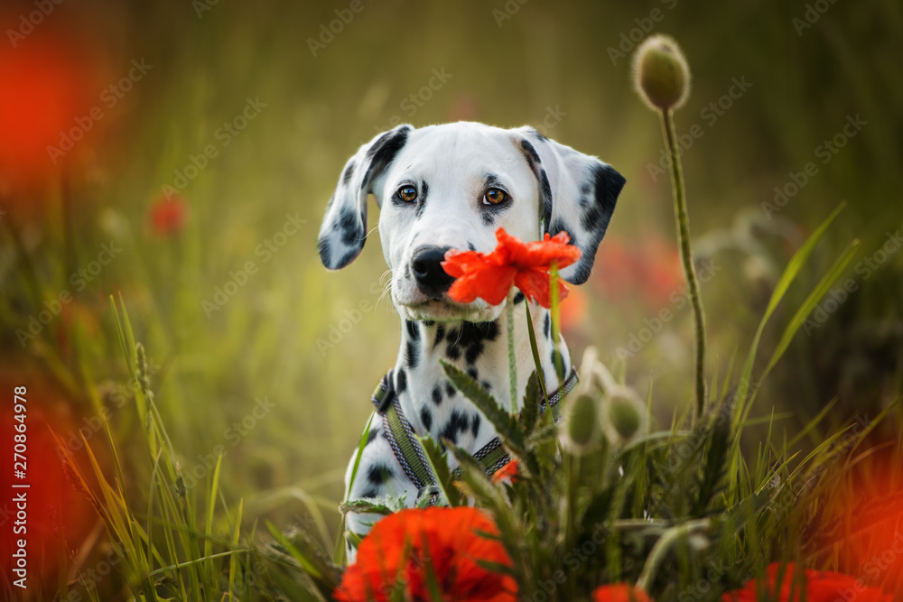 Dalmatian puppy in a poppy flower meadow - obrazy, fototapety, plakaty 