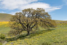 Lone Tree In Wildflower Fields, Dalles Mountain Ranch In Columbia Hills Historical State Park, Washington