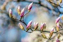 Close Up View Of Twig Purple Magnolia On The Blue Spring Sky Background