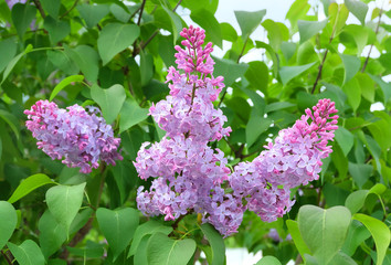 Blooming lilac brush in the spring in the park.