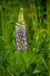 Blooming lupine flowers. A field of lupines. Violet and pink lupin in meadow.