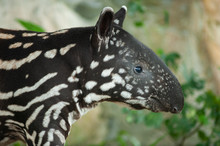 Small Stripped Baby Of The Endangered Tapir (Tapirus Indicus)