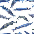  seamless pattern of large sturgeon fish on white background