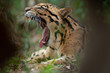 Portrait of Beautiful Adult male Clouded Leopard (Neofelis Nebulosa)