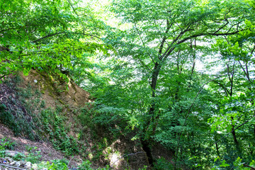 Green beautiful forest early in the morning