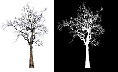 Poster - single tree without leaf with clipping path