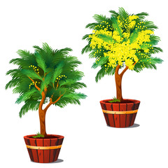 Stages of growth and flowering potted shrub mimosa isolated on a white background. Vector cartoon close-up illustration.