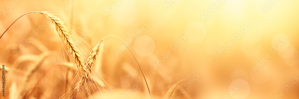 Sunny golden wheat field, ears of wheat close up background - obrazy, fototapety, plakaty 