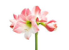 Hippeastrum Or Amaryllis Flowers ,Pink Amaryllis Flowers Isolated On White Background, With Clipping Path                             