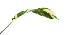 Heliconia Variegated Foliage, Exotic Tropical Leaf Isolated On White Background, With Clipping Path    