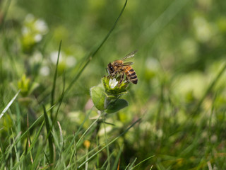 little bee flies happily in the garde