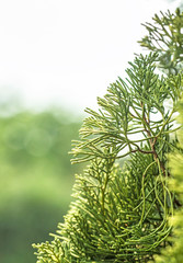 Wall Mural - Pine trees blurred bokeh background