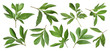 Set of fresh green peony leaves on white background
