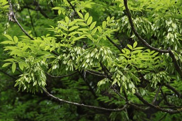 Wall Mural - ash tree with green seeds close up