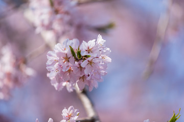 Wall Mural - sakura, cherry blossom in tokyo, japan