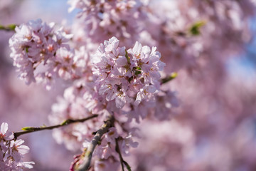 Wall Mural - sakura, cherry blossom in tokyo, japan